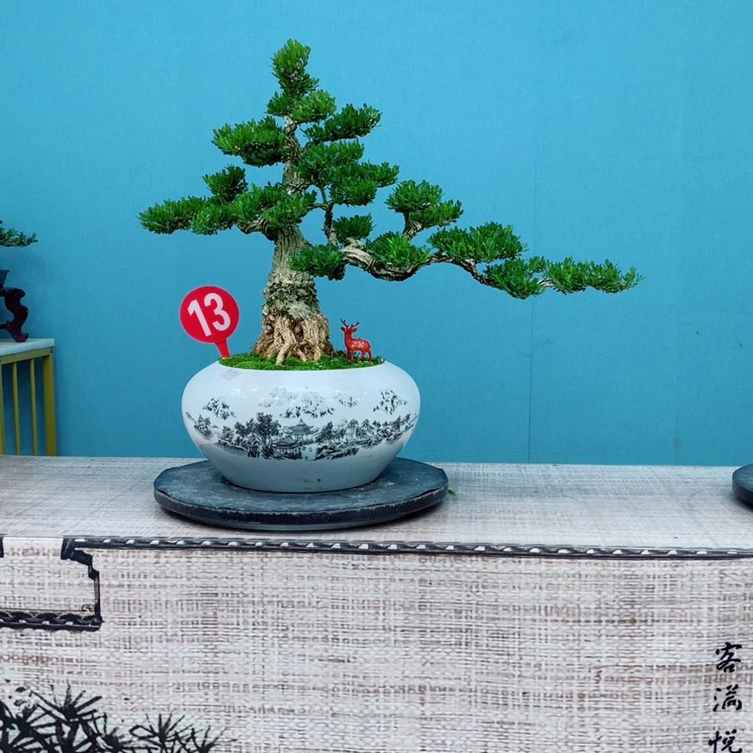 以实际为准精品黄杨老桩