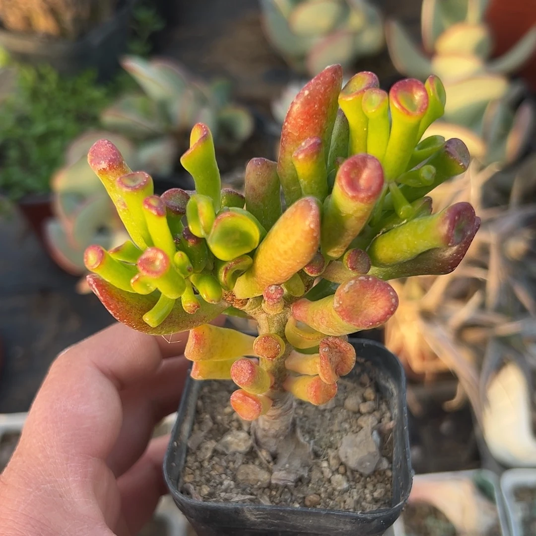 多肉植物多肉植物