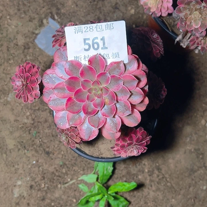 561黑同白多肉植物