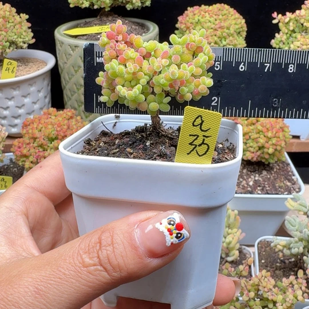 ?**a35号蜜橘点赞福利