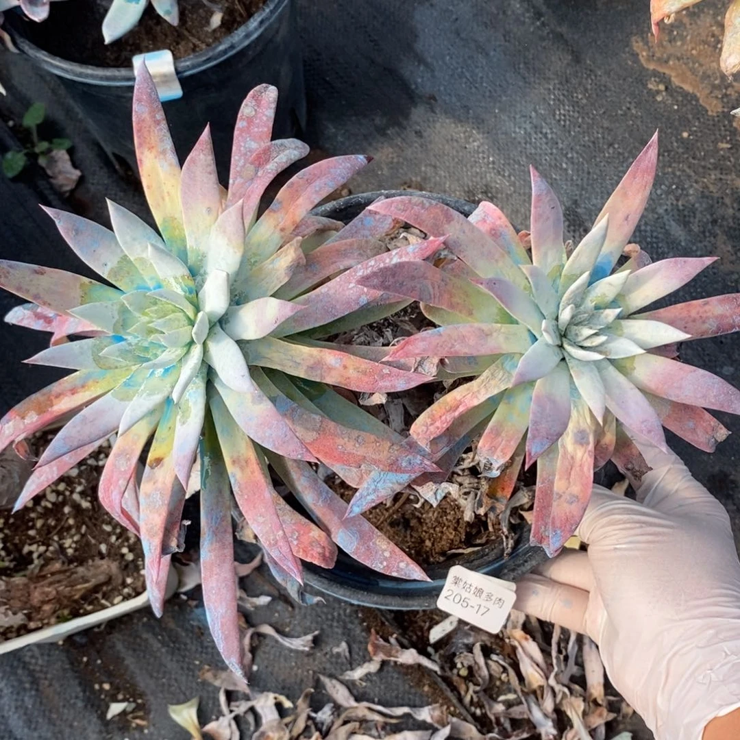 17号雪花粗腿子群