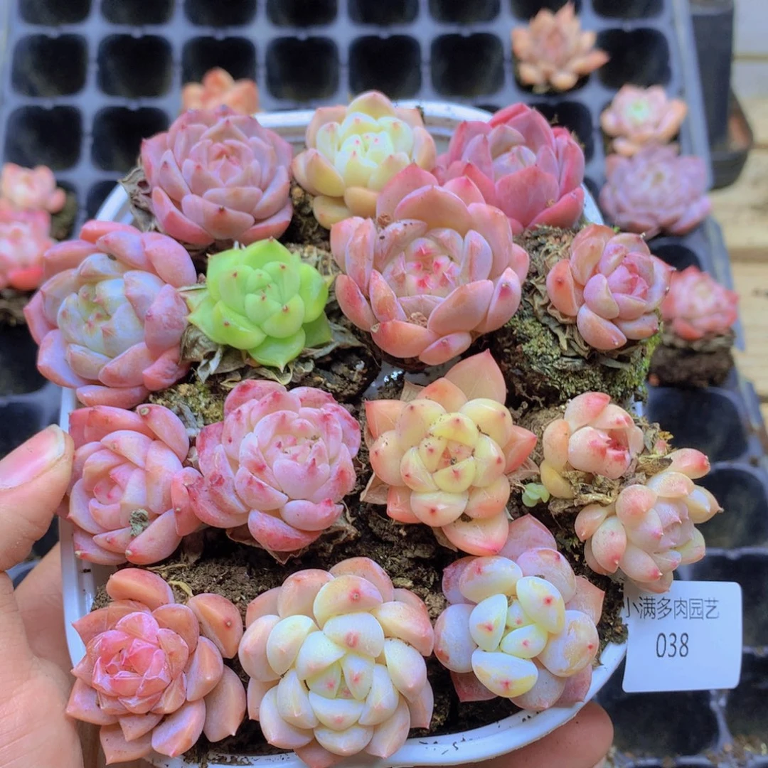 我要去看你的演唱会了038