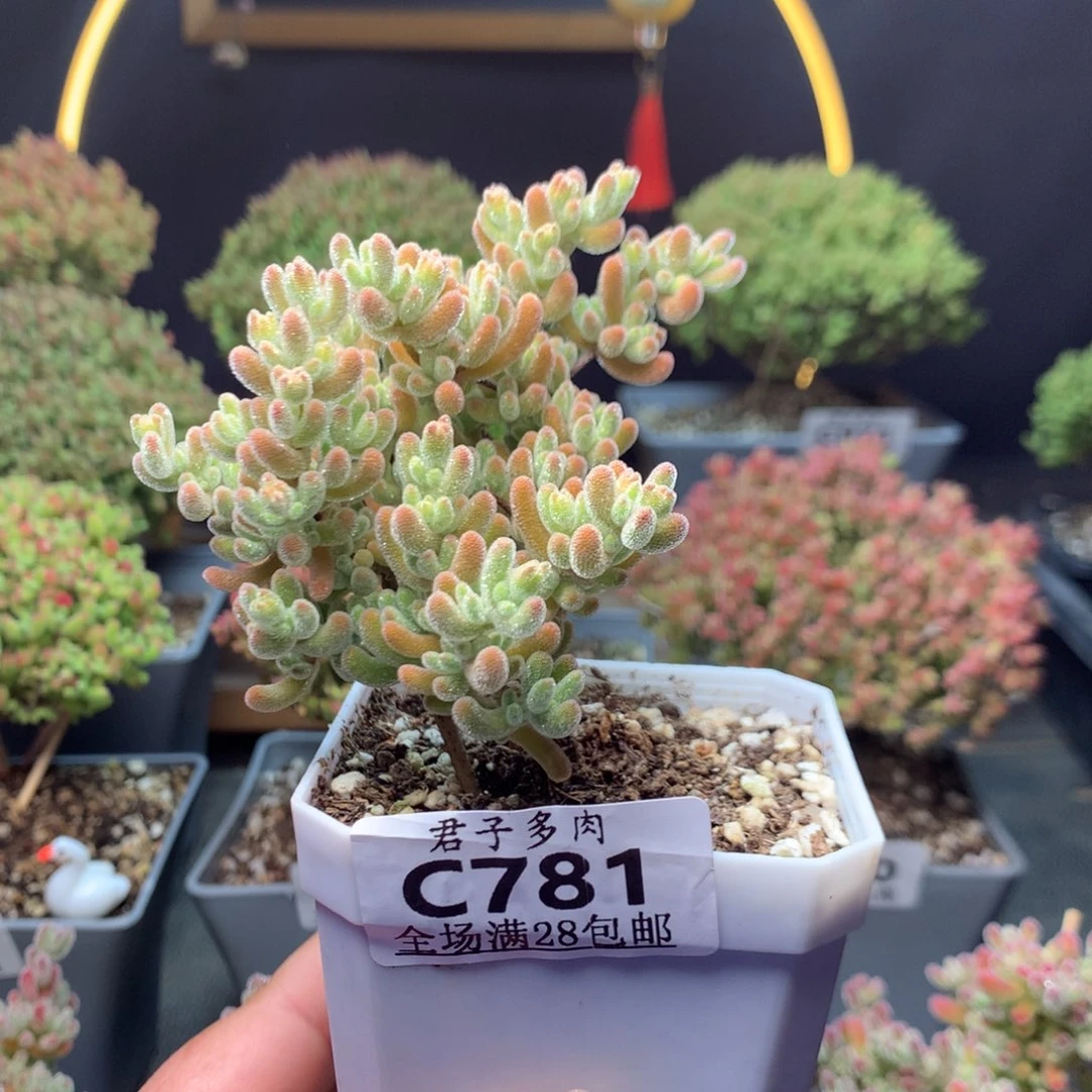 c781冰晶杂橙叶。     