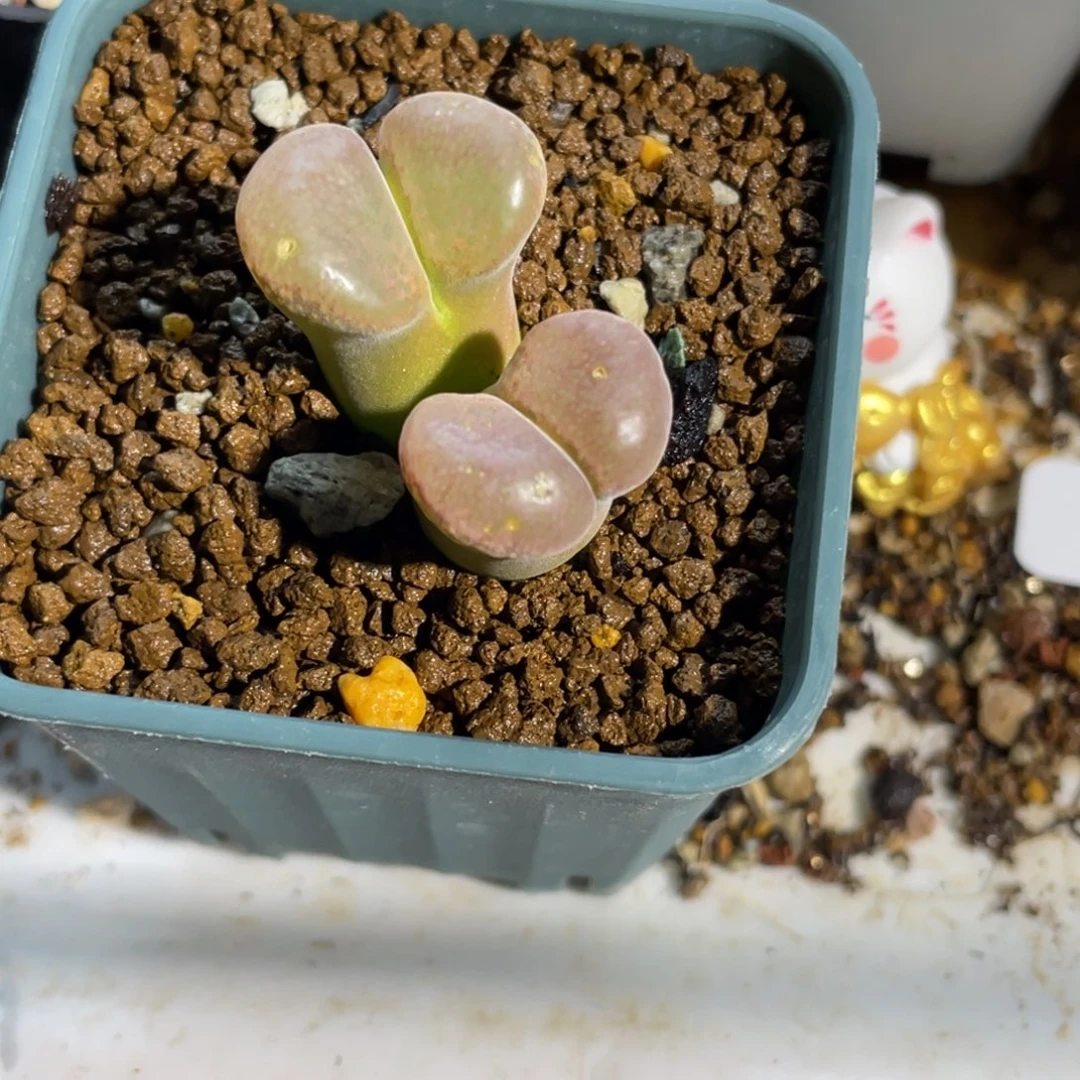 土***队红风铃植物一物一拍