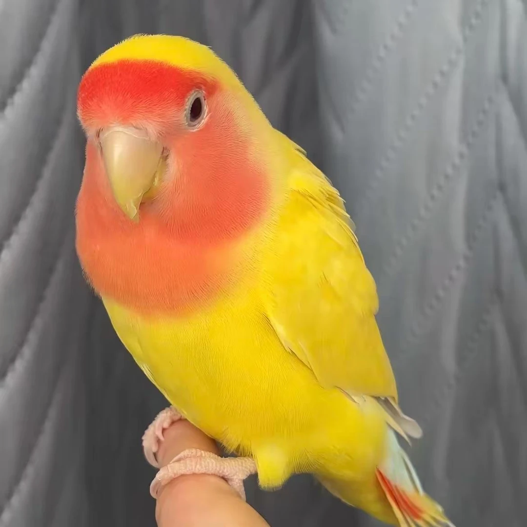 鹦鹉活鸟爱情鸟宠物牡丹鹦鹉黄桃绿桃小鸟