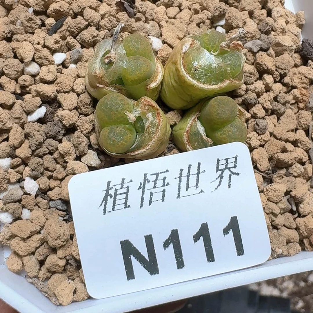 111号多肉植物哇f v