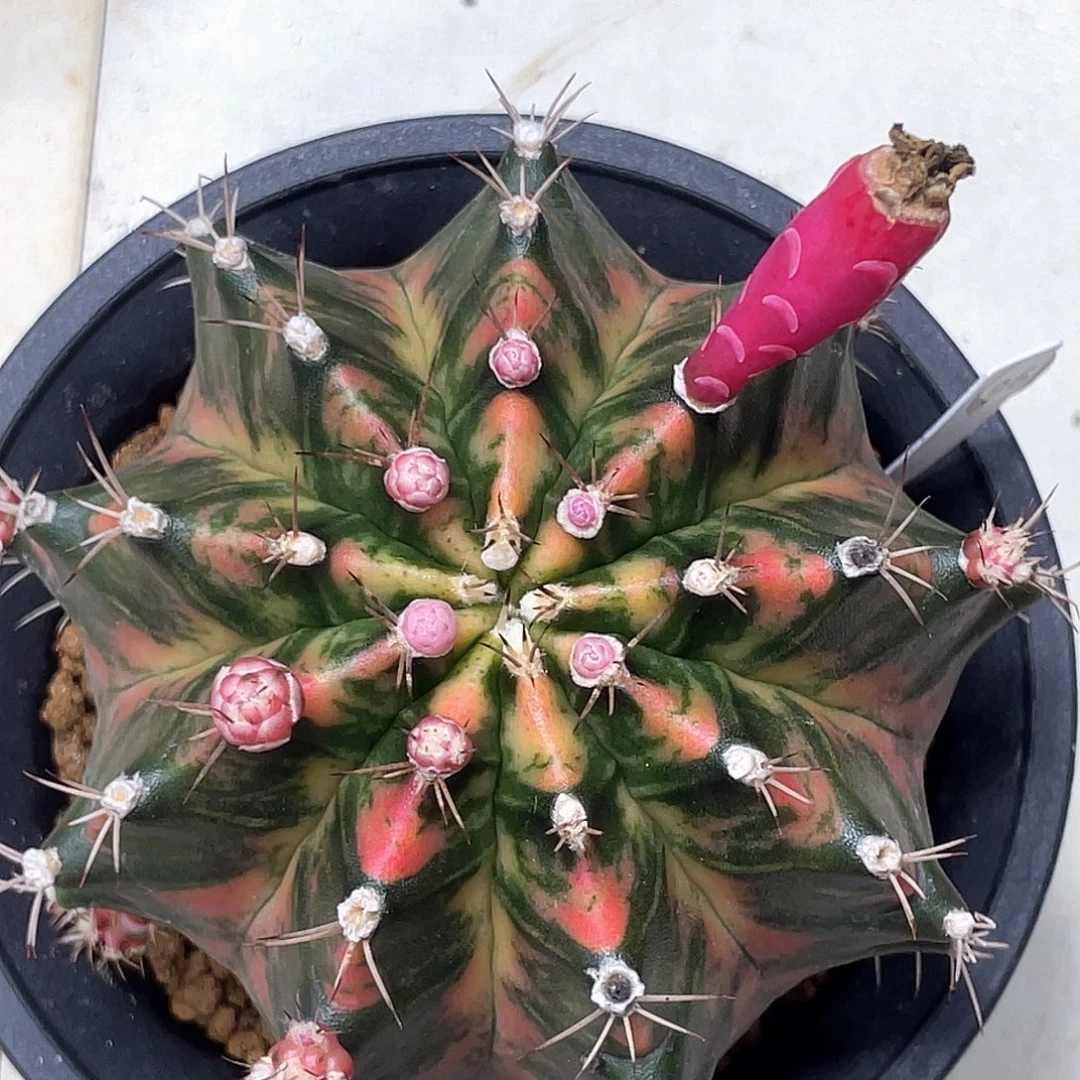 无花朵泰系实生根，臀锦虎斑锦