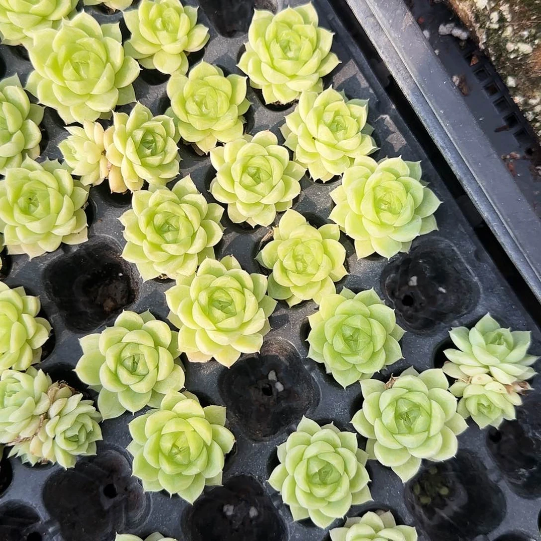 白鸳鸯 中苗穴一个满25包邮