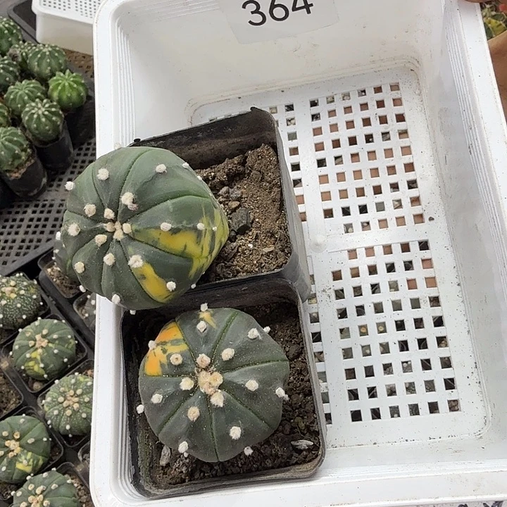 果***肉364带盆土发货一物一拍