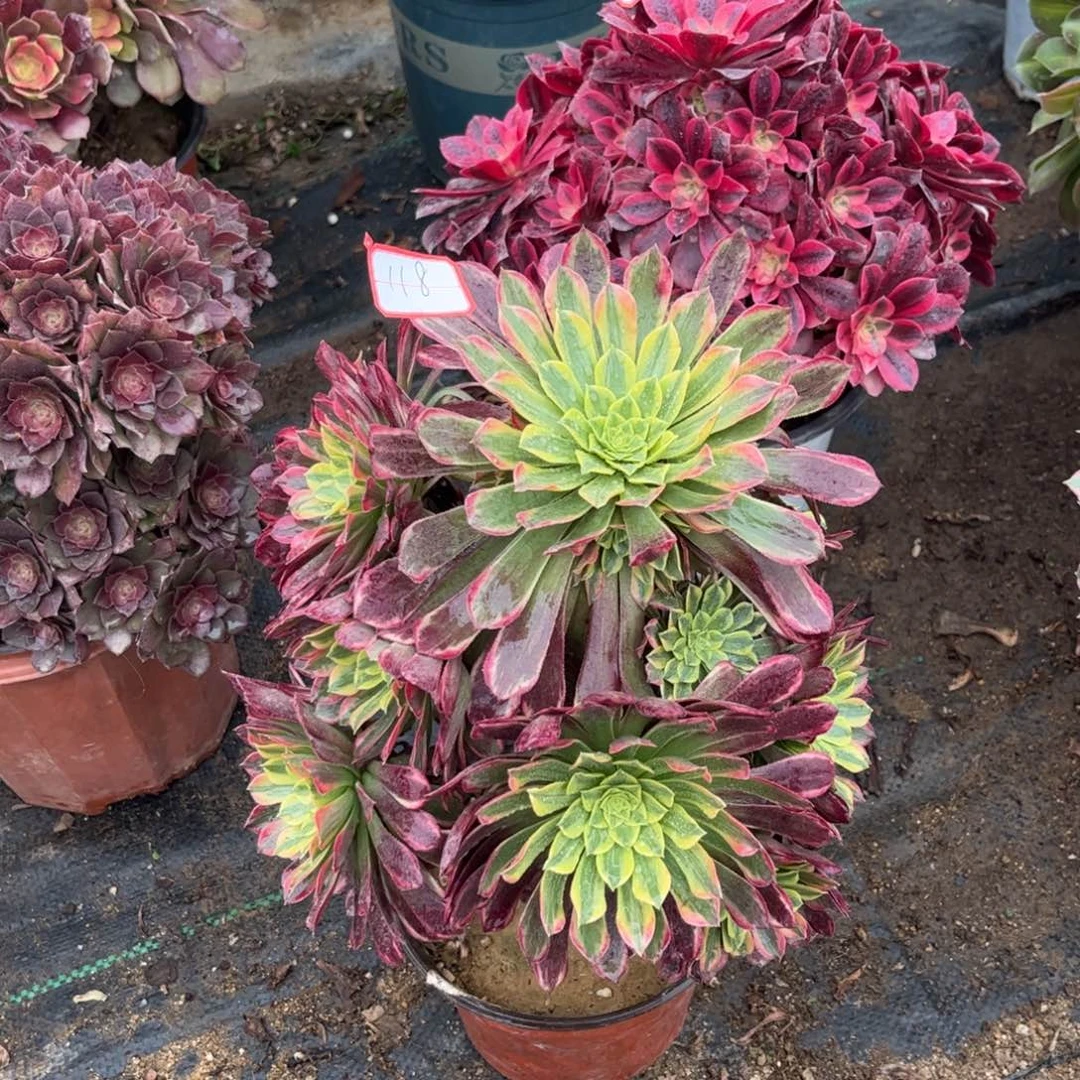 118多肉植物朝霞