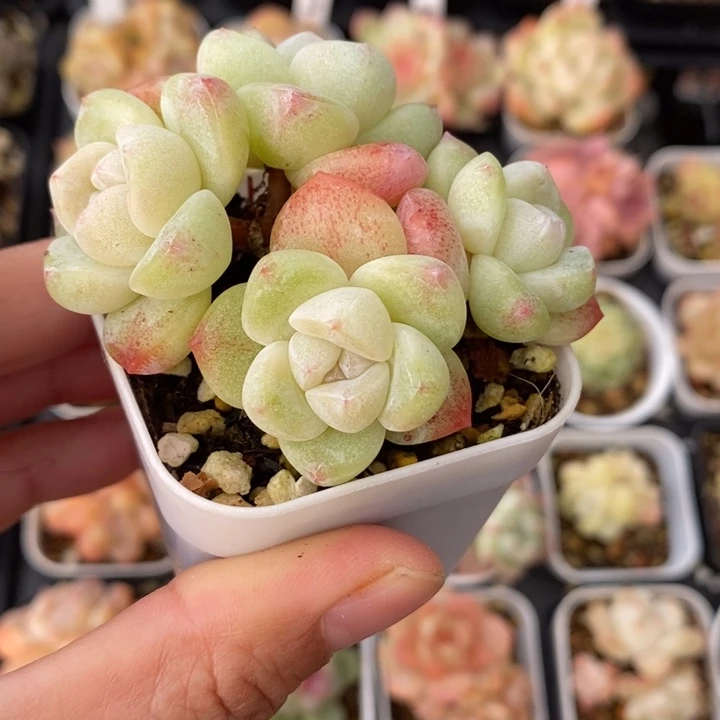 冰玉 多肉 111111.5