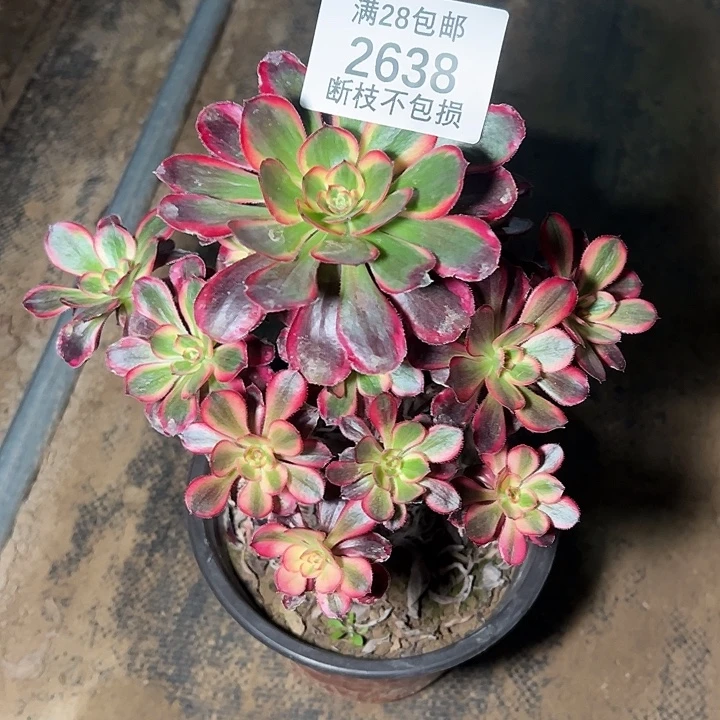 2638香奈儿多肉植物