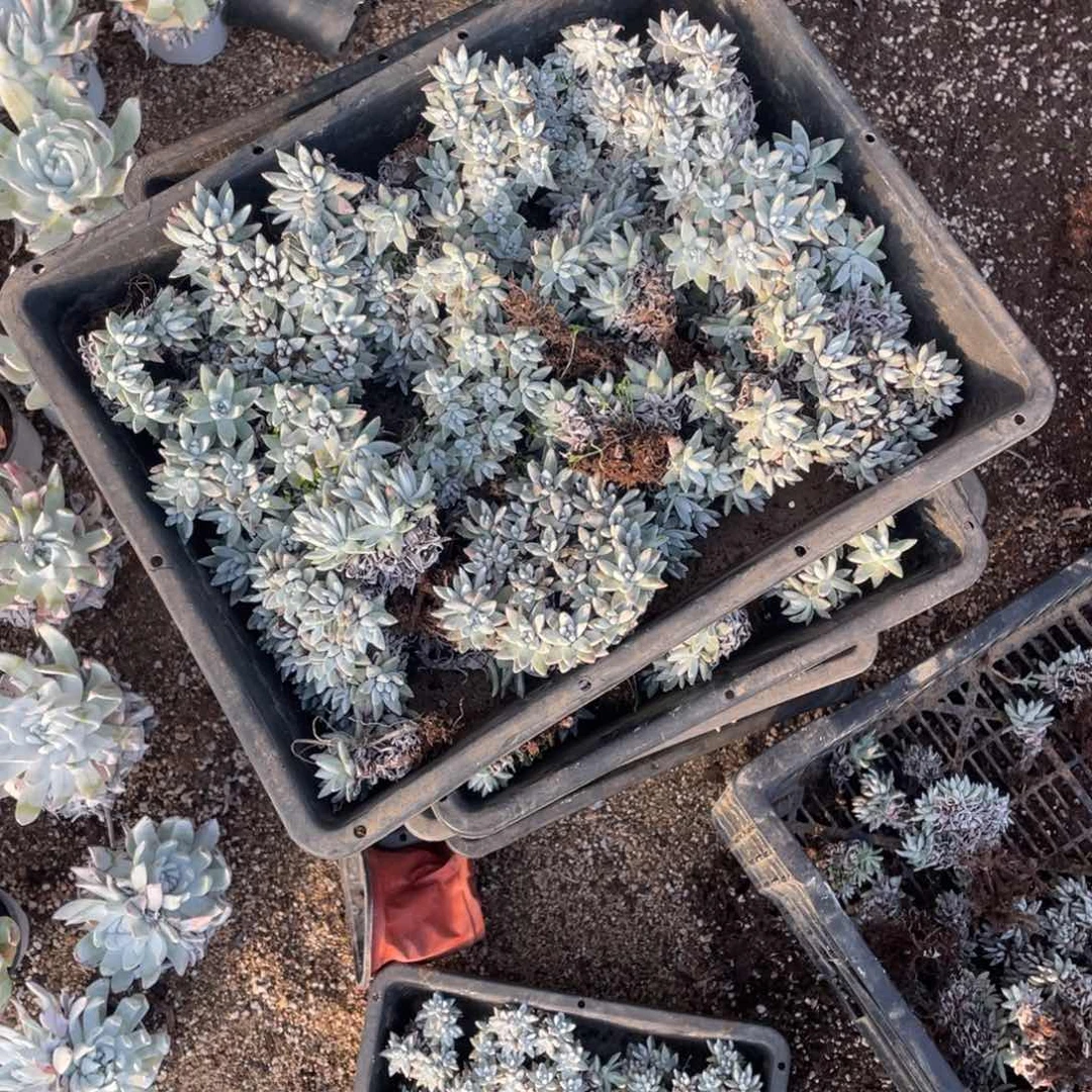 花白菊一筐不包整砍头