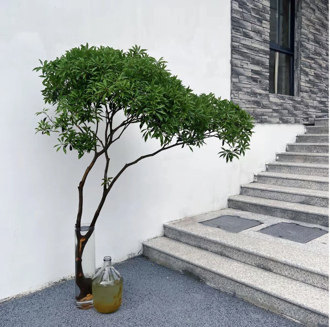 马醉木水培植物室内绿植鲜切枝条盆栽吊钟客厅水养小树苗阳台绿植