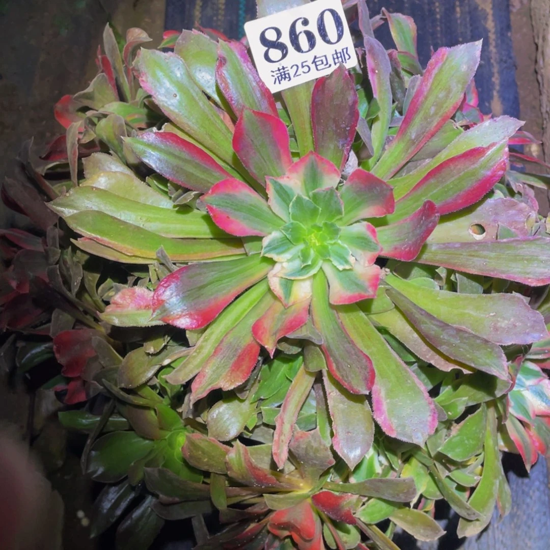 光辉多肉植物多肉860