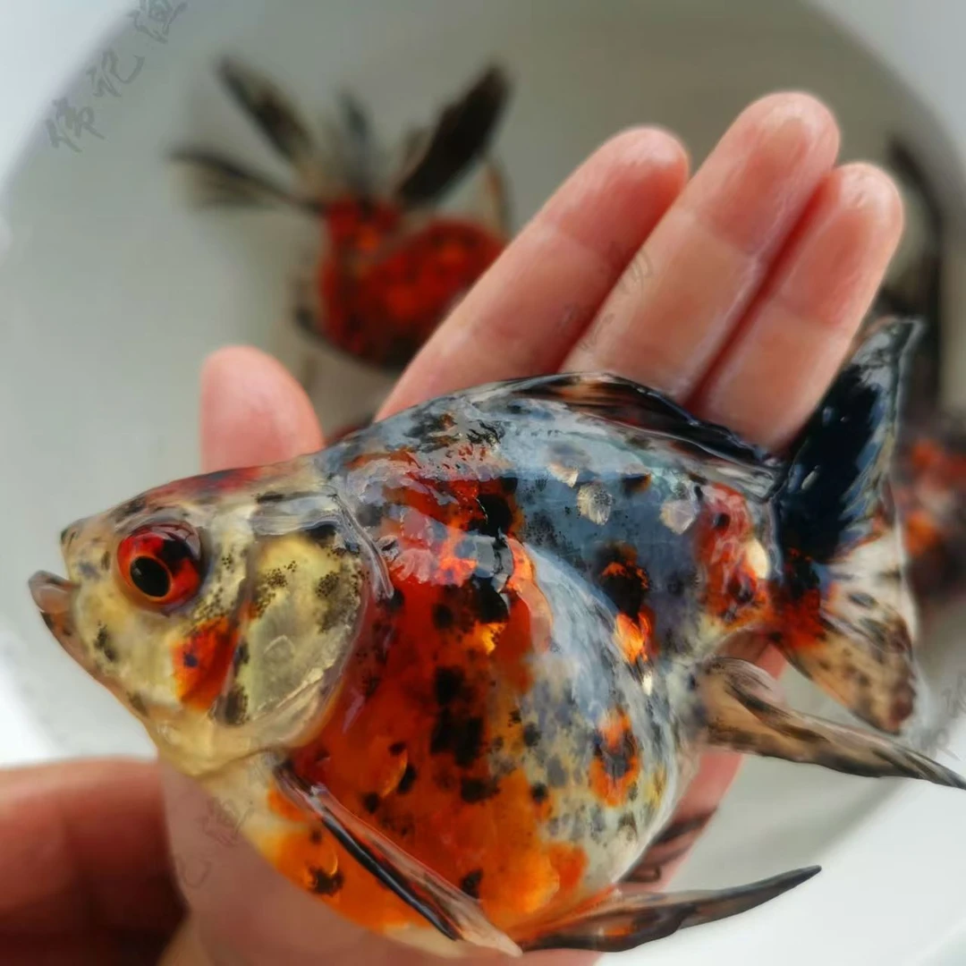 鎏金金鱼活体观赏鱼冷水鱼