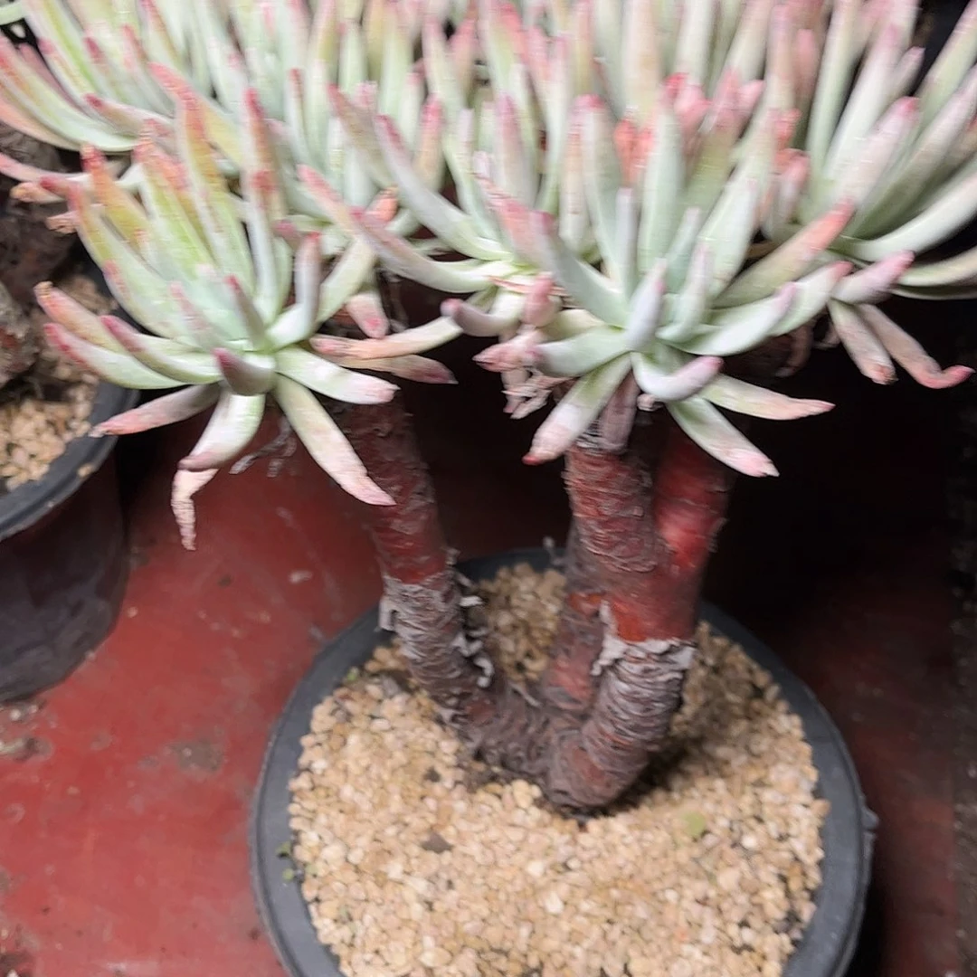 8311爱度里斯仙女杯多肉