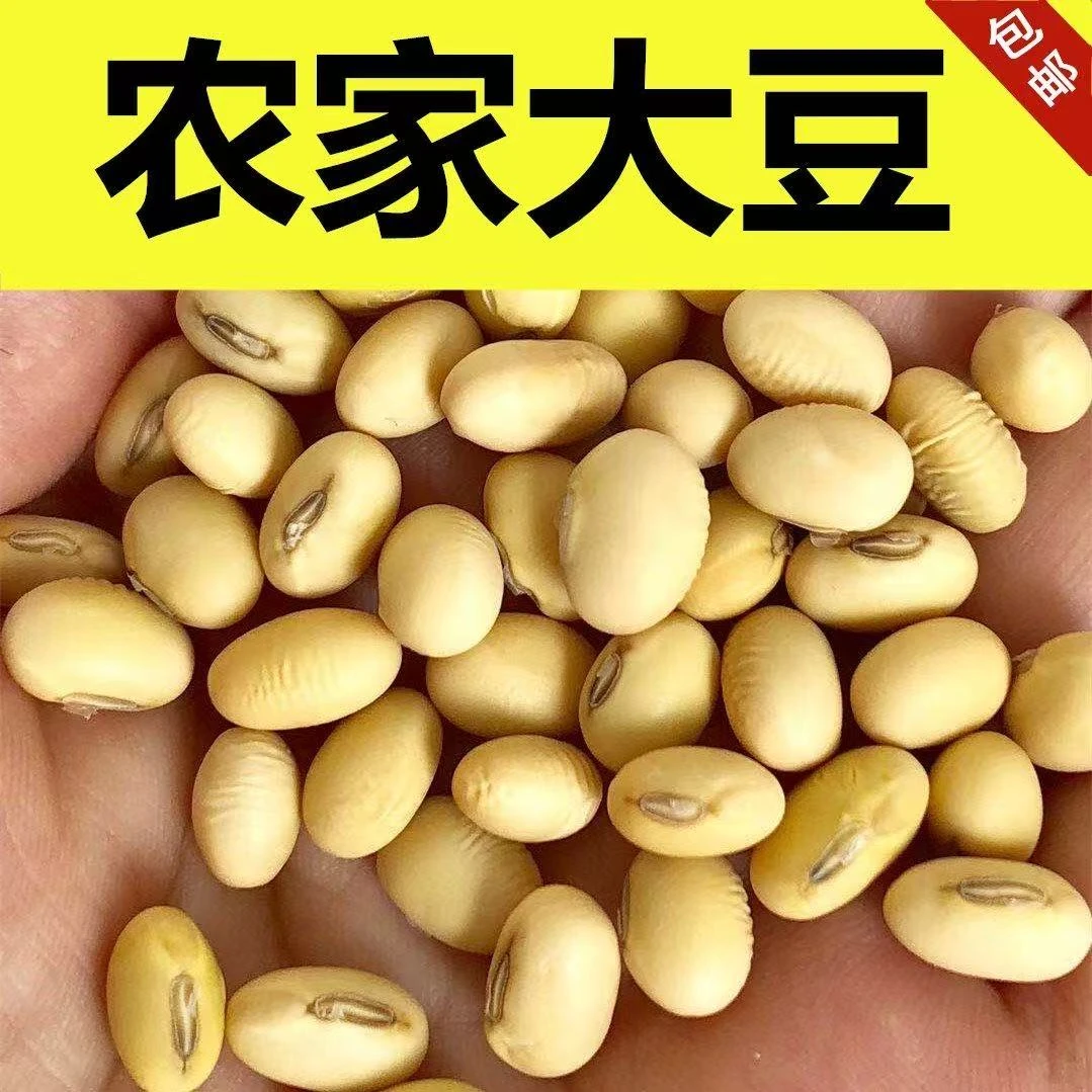 新黄豆农家自种打豆浆专用大豆非转基因老品种笨肾形小土黄豆食用