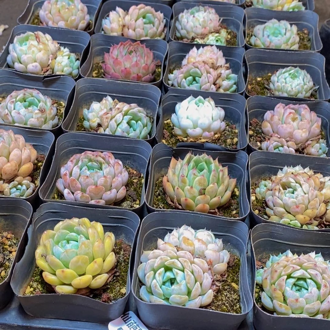 549多肉植物保护研究所所长助理