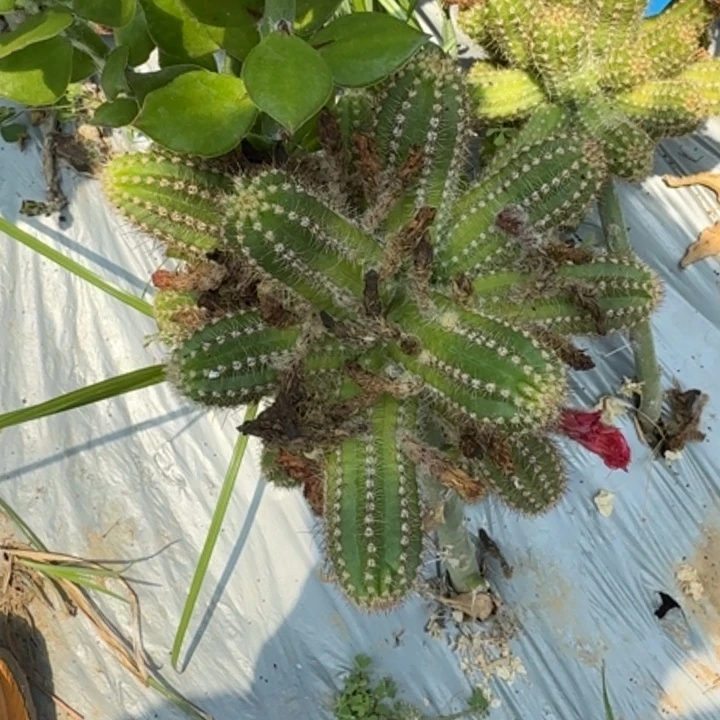 白檀仙人掌494侧芽一个