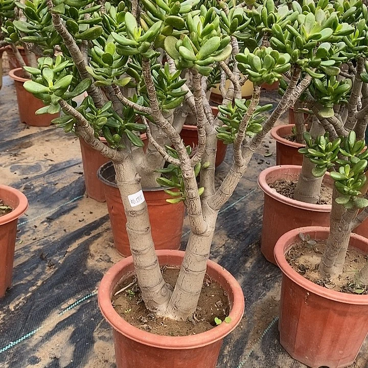 杨*春39招财猫一物一拍