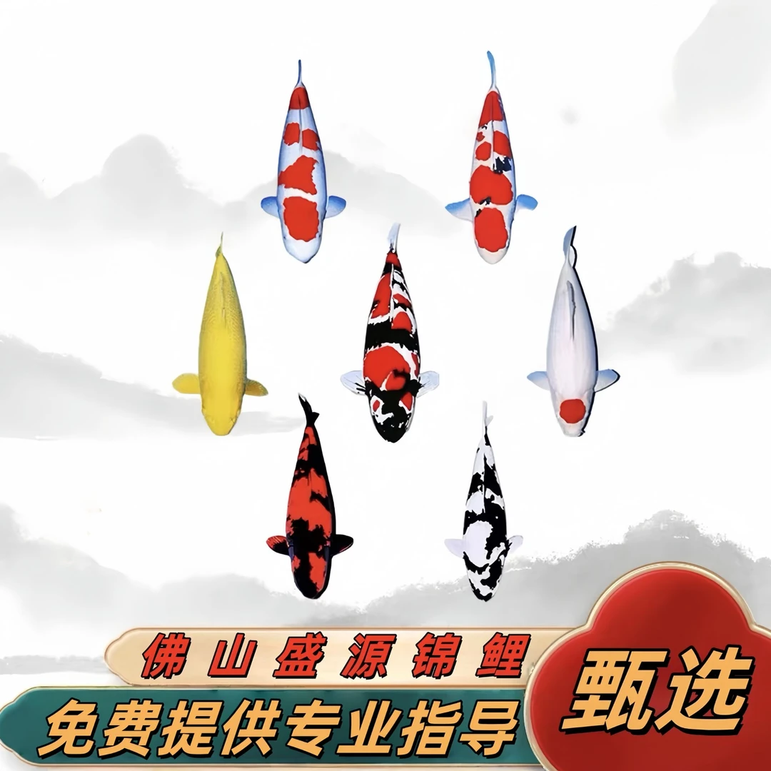 盛源锦鲤日本血统观赏鱼【直播间专用链接，实物直播间为准】
