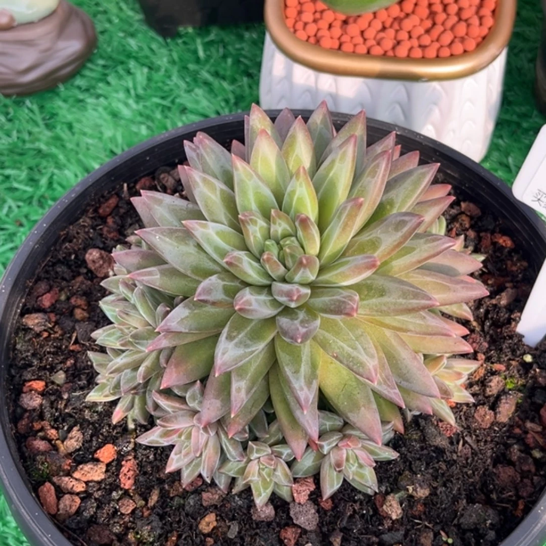 美人系杂手捧多肉植物914