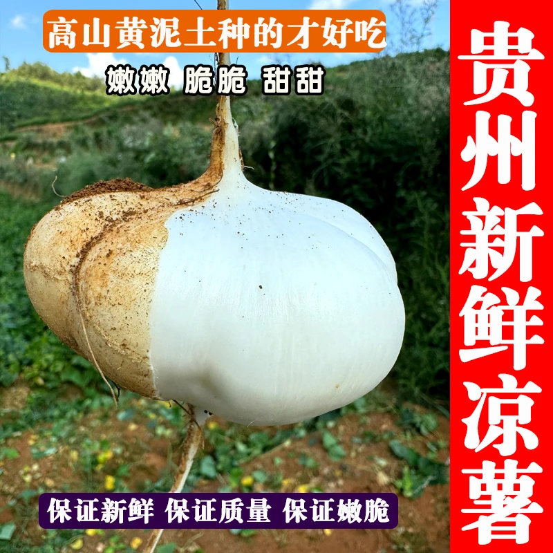 贵州凉薯地瓜新鲜现挖农家自种白地瓜土瓜地萝卜水果三斤包邮