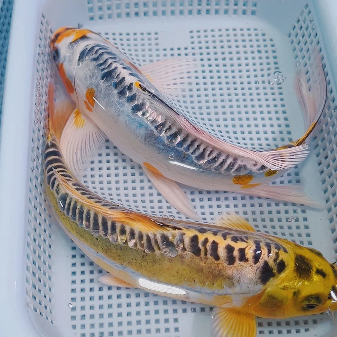 锦鲤锦鲤冷水观赏104