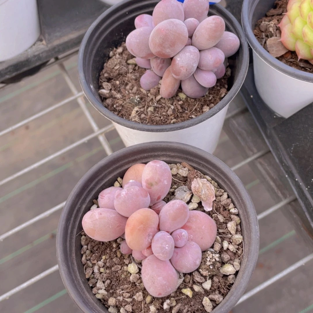 1046号 丸叶原始奶酪一个