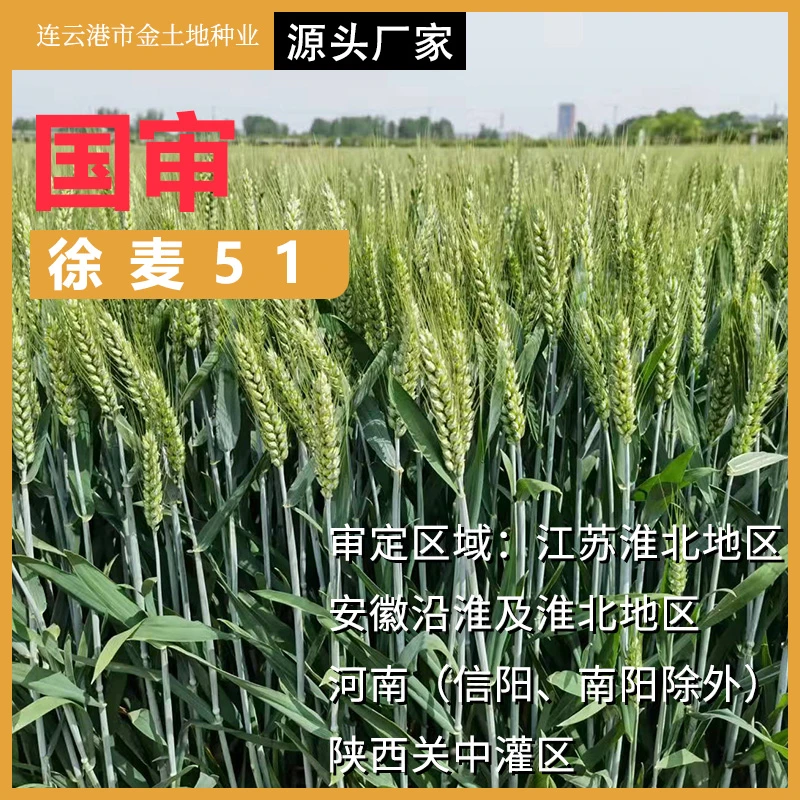 高产小麦徐麦51种子，1袋30斤