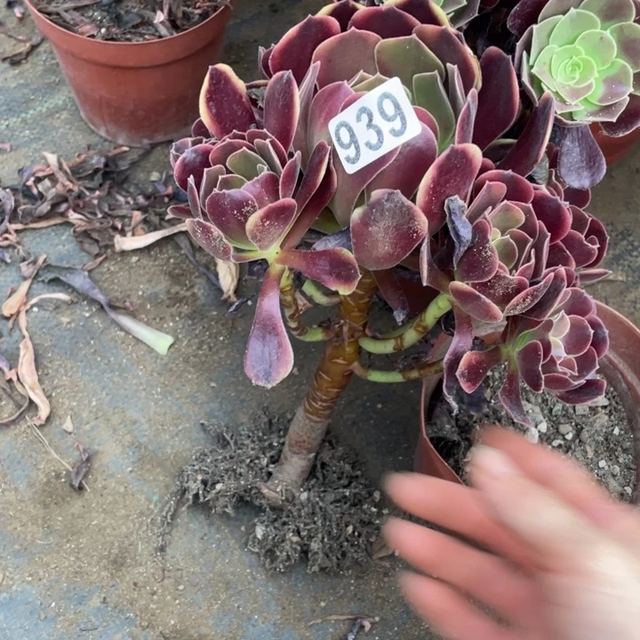 欧嘉莉939号法师多肉