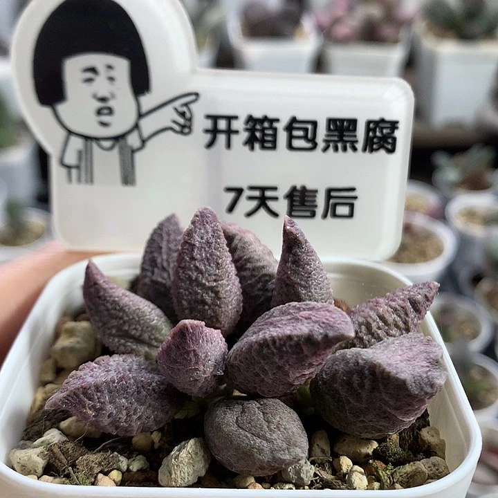 融化纹猪肝—专拍专拍