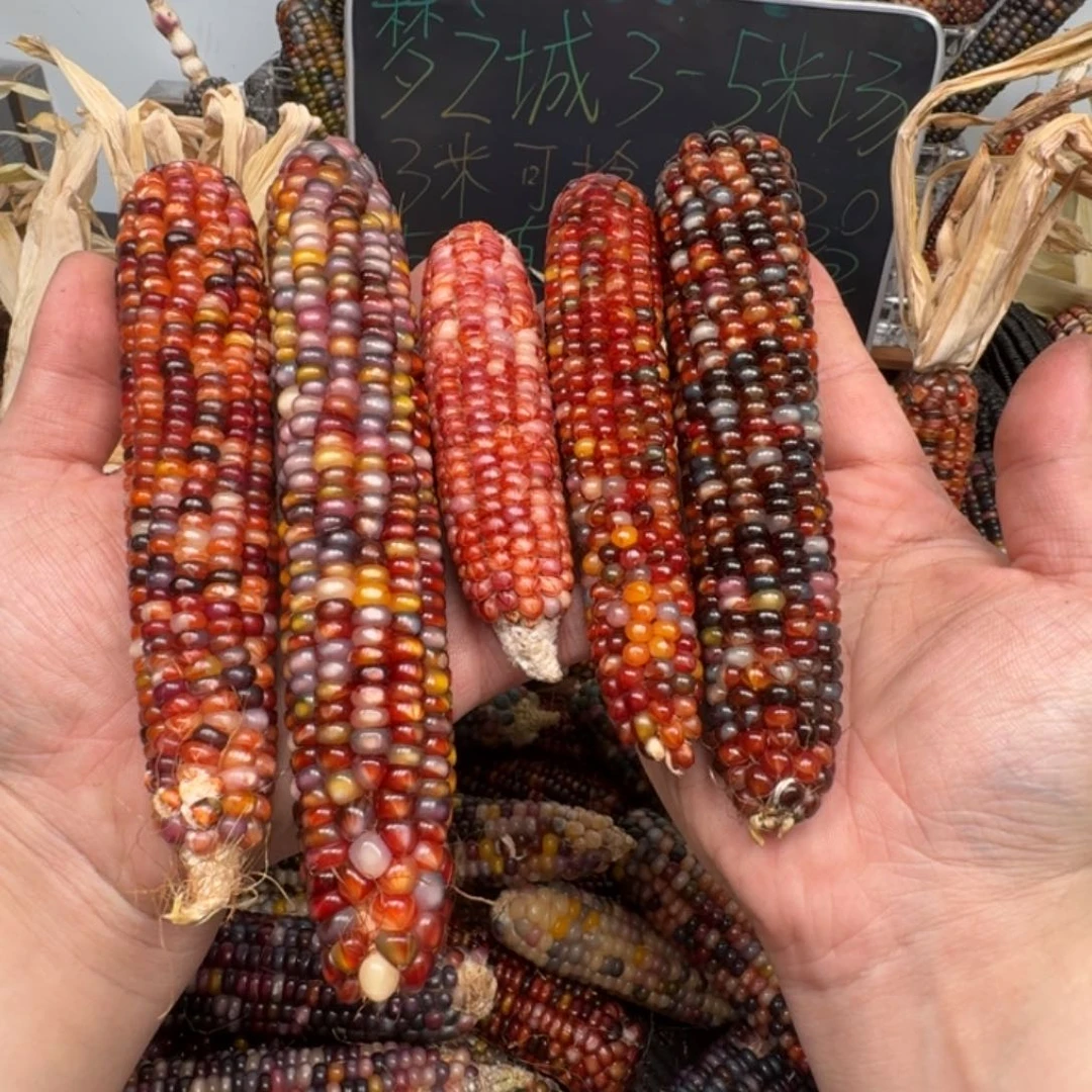 柏香籽/百香籽吊坠蒲****涯