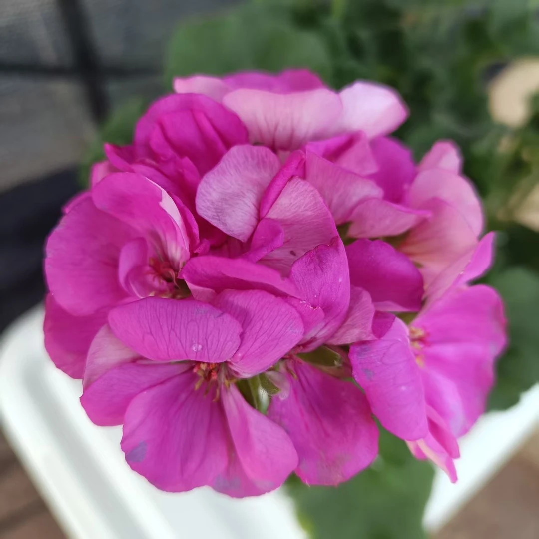 【淡蓝紫色】勤花、爆花机器