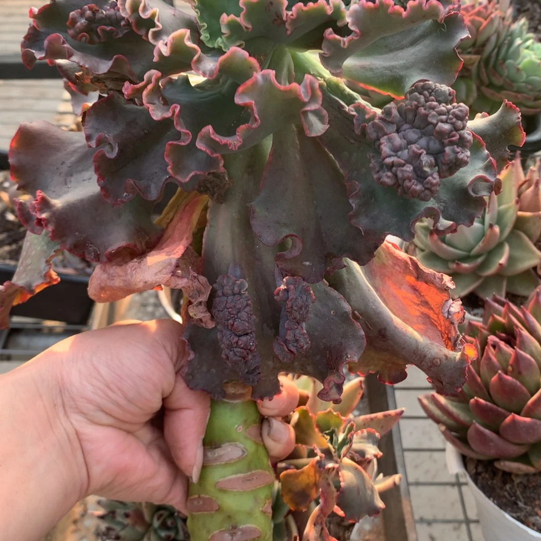 一*女王花笠多肉植物