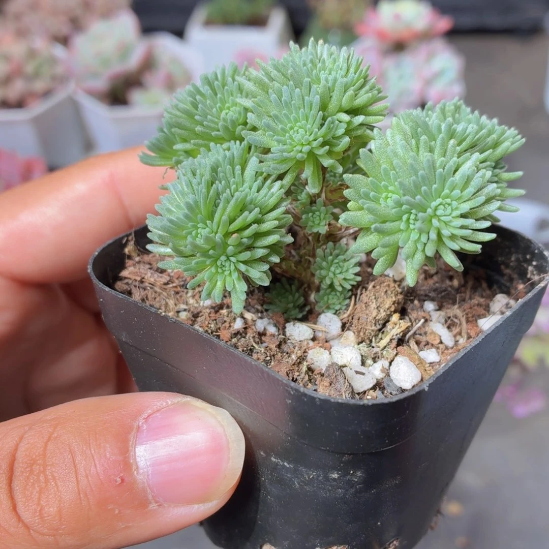 球松多肉9.9包邮发货