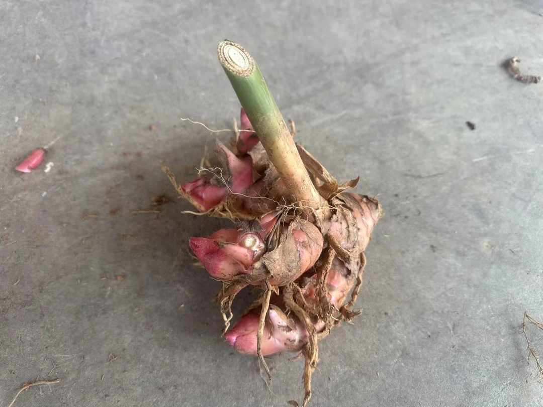 新鲜南姜山姜头带根须可以带根自种现挖