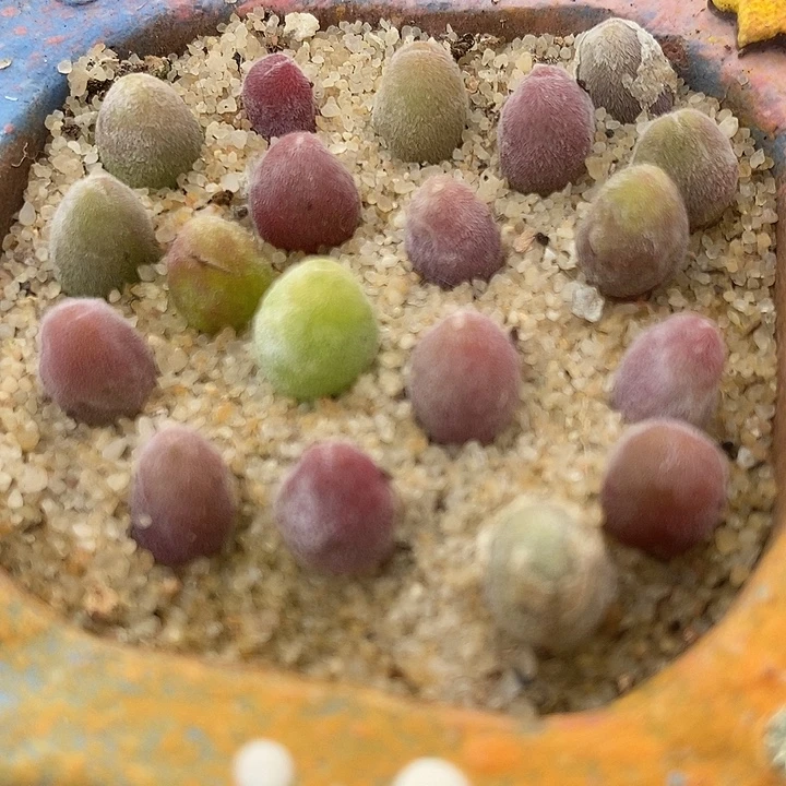 2411园艺小宝辉一颗