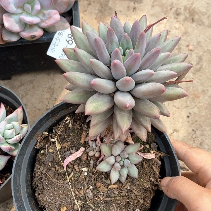 小七夕多肉美人74