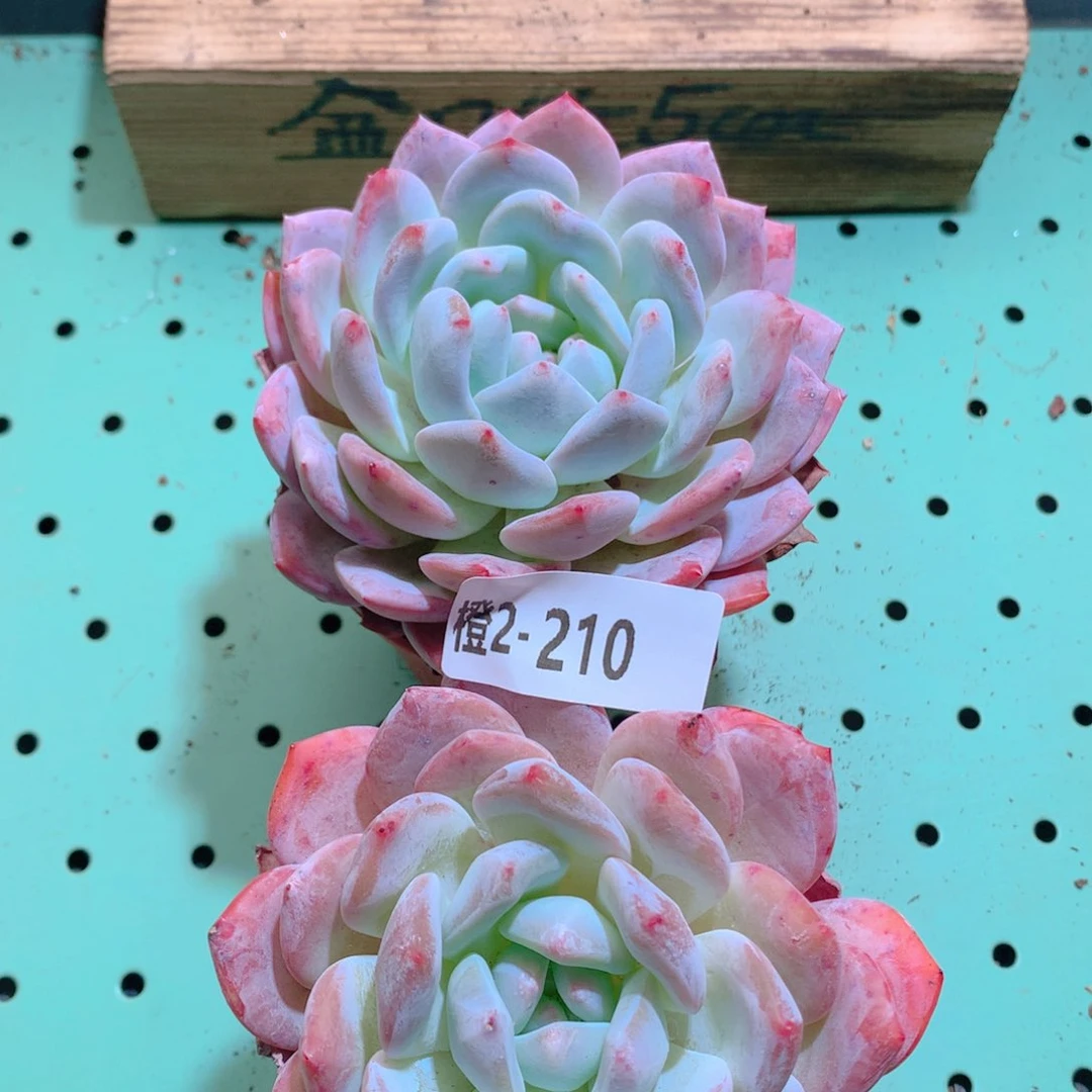 2-210一物一拍带盆2颗