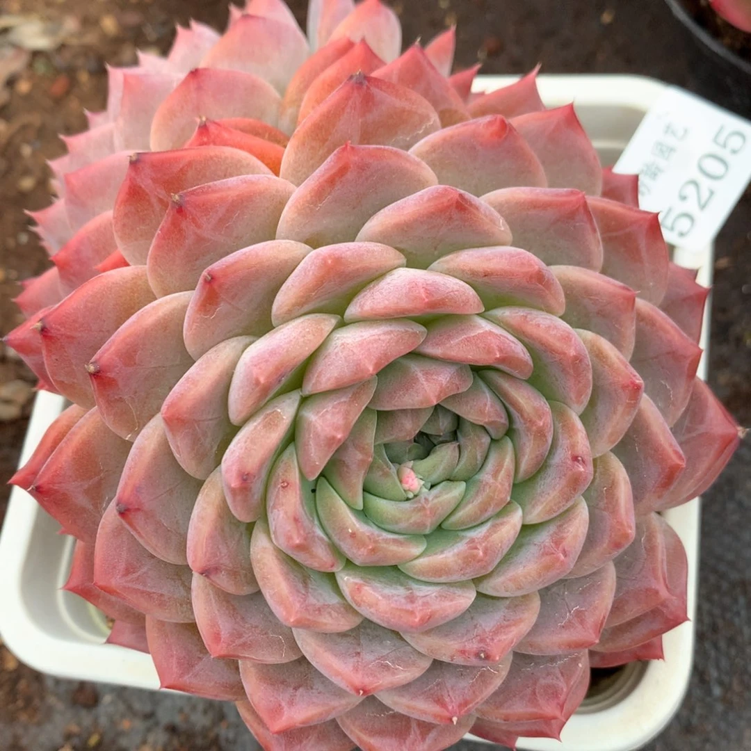 5205杂交多肉老桩