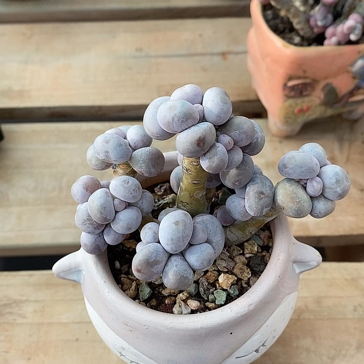 雪***娈人咯哦哦摸摸摸摸摸