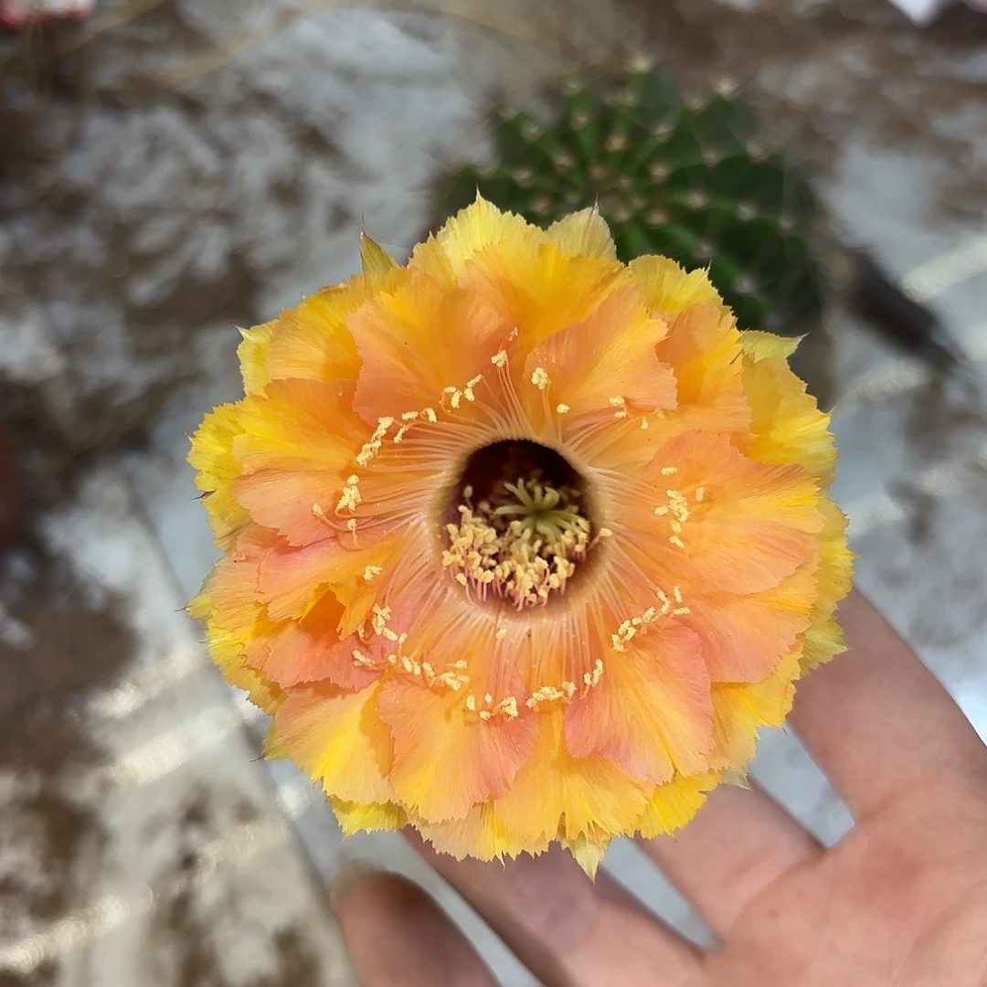 彩草腮红羽毛6-7公分左右