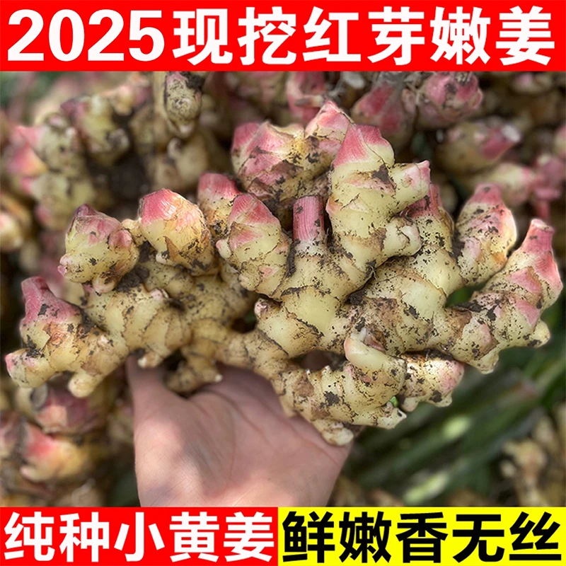 贵州镇宁小黄姜新鲜现挖红芽嫩姜当季蔬菜可做泡姜口感脆嫩