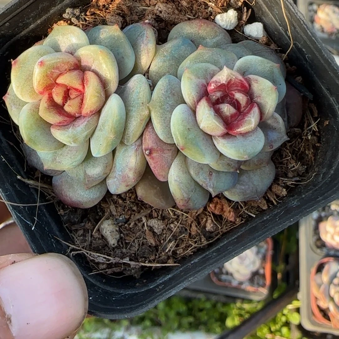 多肉小卡拉米糖心一物一拍