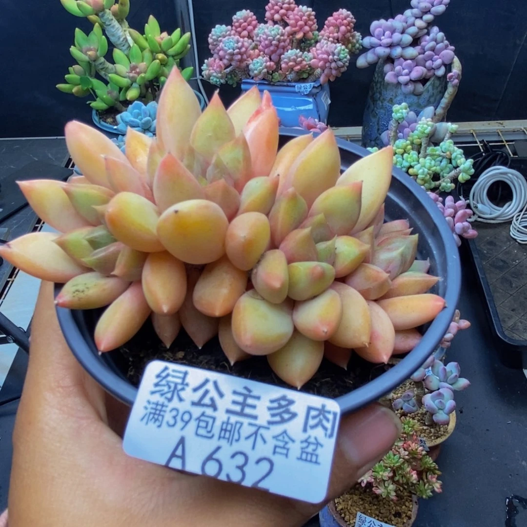 632象牙奶朵朵缀多肉7c m