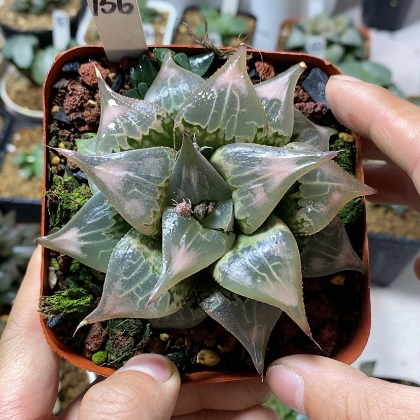 【闪购商品】156云窗