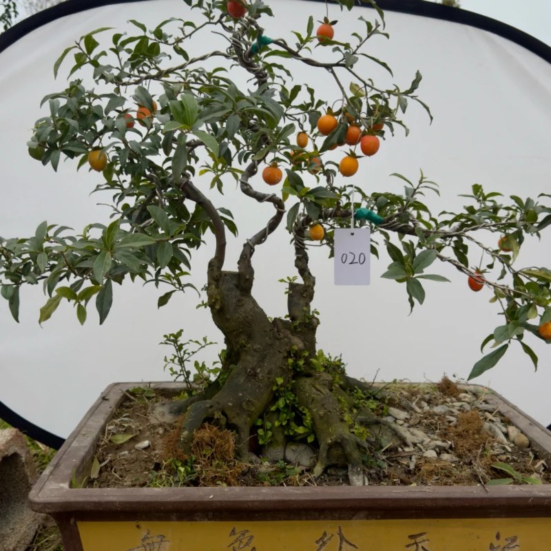 金弹子盆景花卉美观植物盆栽造型园艺