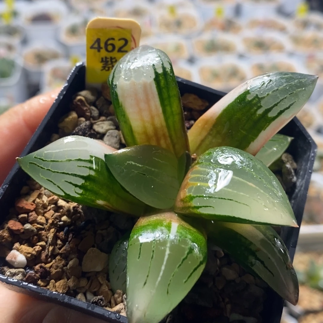 不开花植物462阿房宫十二卷多肉植物